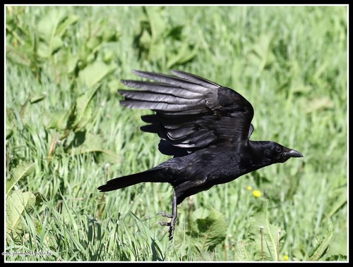 Corneille noire